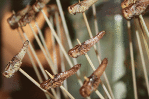 Grass-hoppers on bamboo skewers